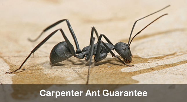 carpenter ant gaurantee